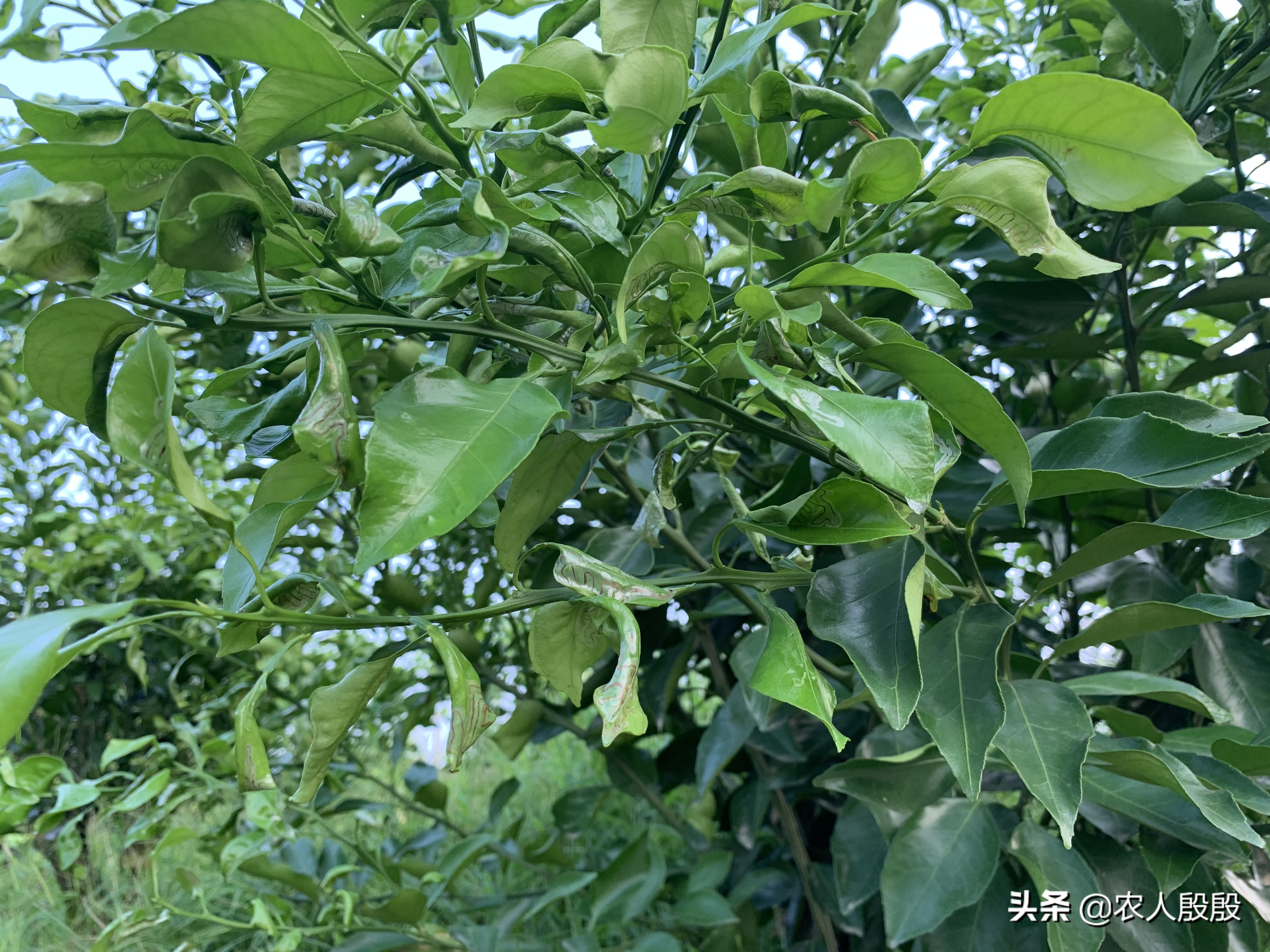 柑橘流胶病树脂病专用药,氟啶胺对柑橘树脂病有效吗