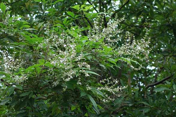 怎么打造黄金棍盆景,黄金棍盆景图片大全