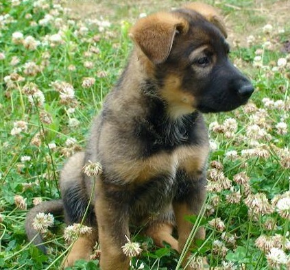 在你挑选昆明犬幼犬外貌时，你应掌握这些常识