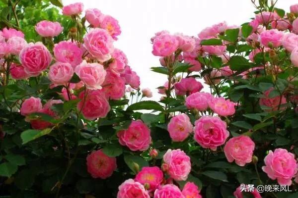 桃花癣和桃花有关系吗,桃花癣脸上