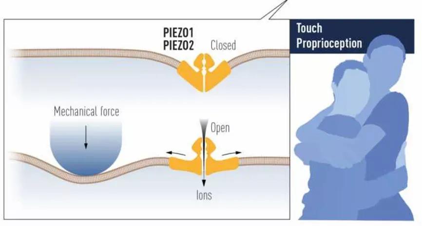 吃辣椒为啥感觉热?吃薄荷为啥觉得凉?2021年这项诺奖告诉你答案