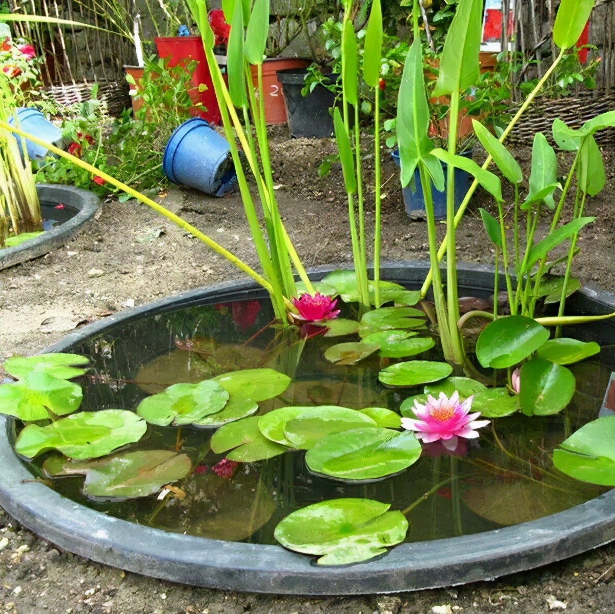 造一个小水景栽种睡莲附教程,再小的花园