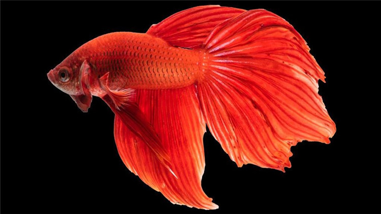 斗鱼生病要怎么治疗尾巴缺损,斗鱼越养越没活力了