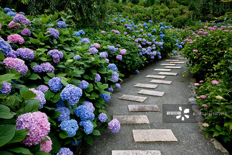 6种美好的花儿，陪你走过整个夏天的各个节气