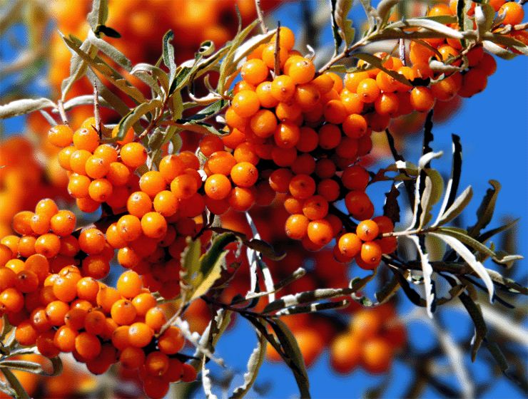 健康课堂营养品,健康课堂有哪些