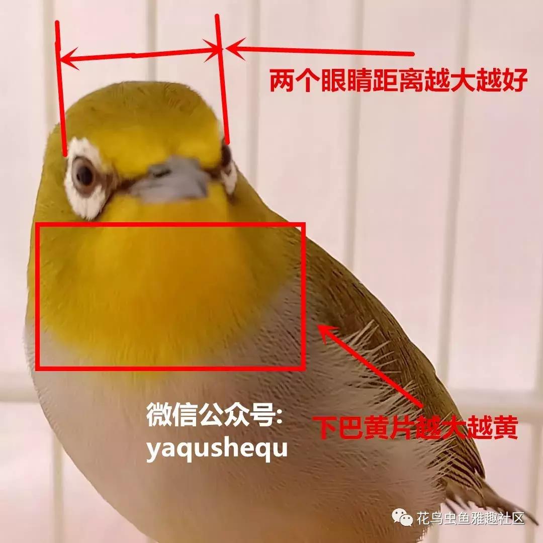 养鸟新技术绣眼,绣眼养鸟知识