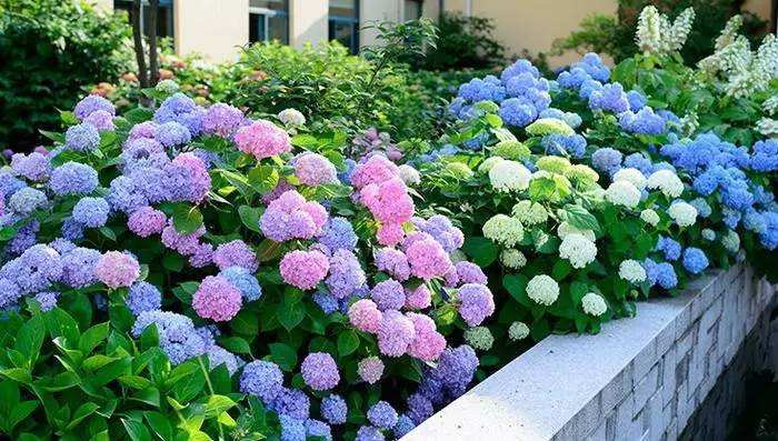 100种漂亮的夏花图片,30种夏花图片大全