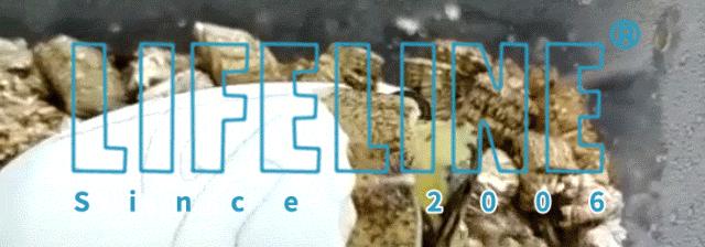 龟中“考拉”，请别让我们的孩子在博物馆见到它们...