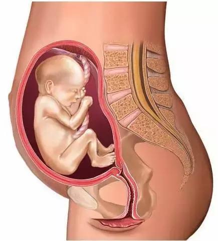 孕妈该如何排铅,孕妇排铅最快的十种食物