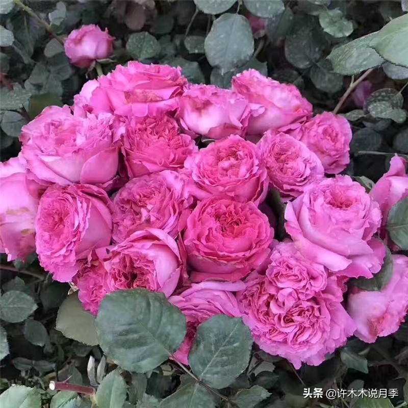 花店玫瑰自己可以种吗?玫瑰种植手册在此,情人节别浪费钱买花了