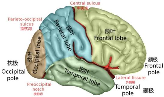 脑子裂开是什么样子,脑子裂开后会发生什么