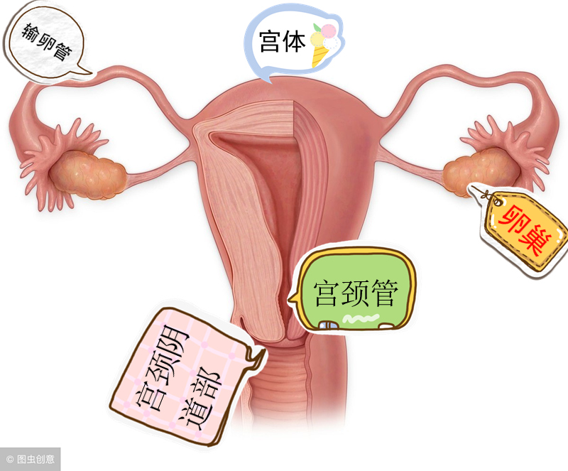 十大假象之宫颈糜烂,宫颈糜烂看上去很可怕不用治吗