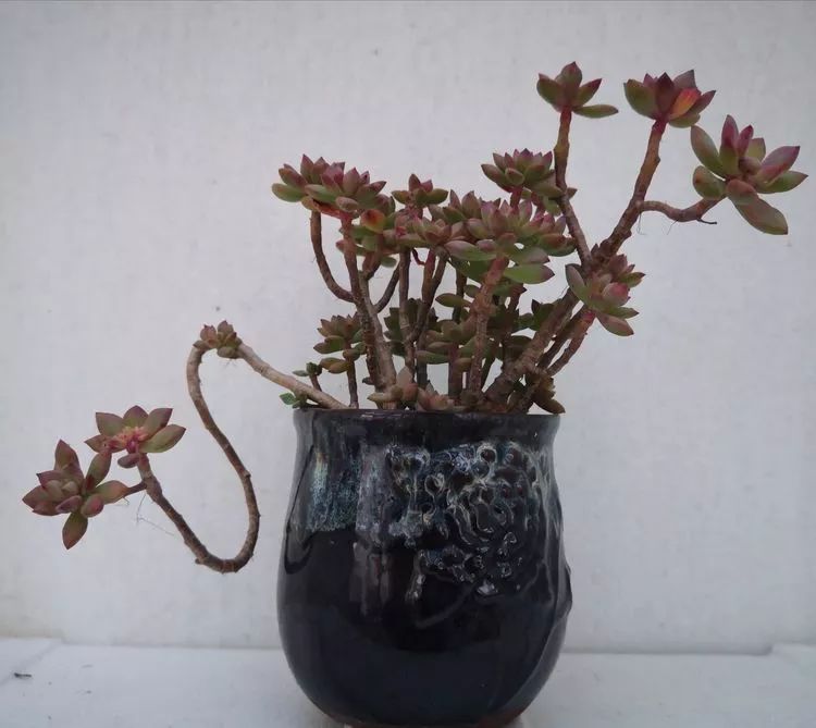 最美的20种多肉,15种最美的多肉