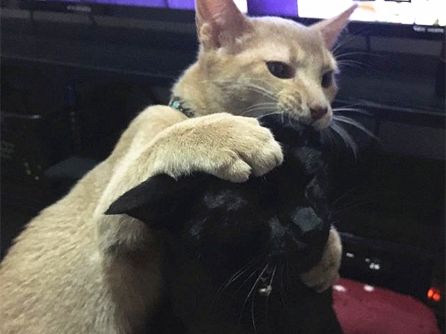 猫咪好奇的看铲屎官,猫咪喜欢对着铲屎官喷口水