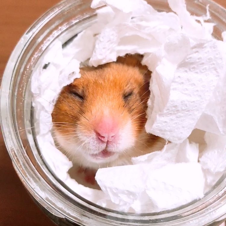 仓鼠冬眠的时候应该怎么养,冬天仓鼠怎么养才不会被冻死