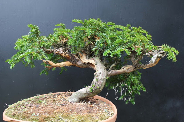 盆景改变造型,红豆杉老桩盆景造型