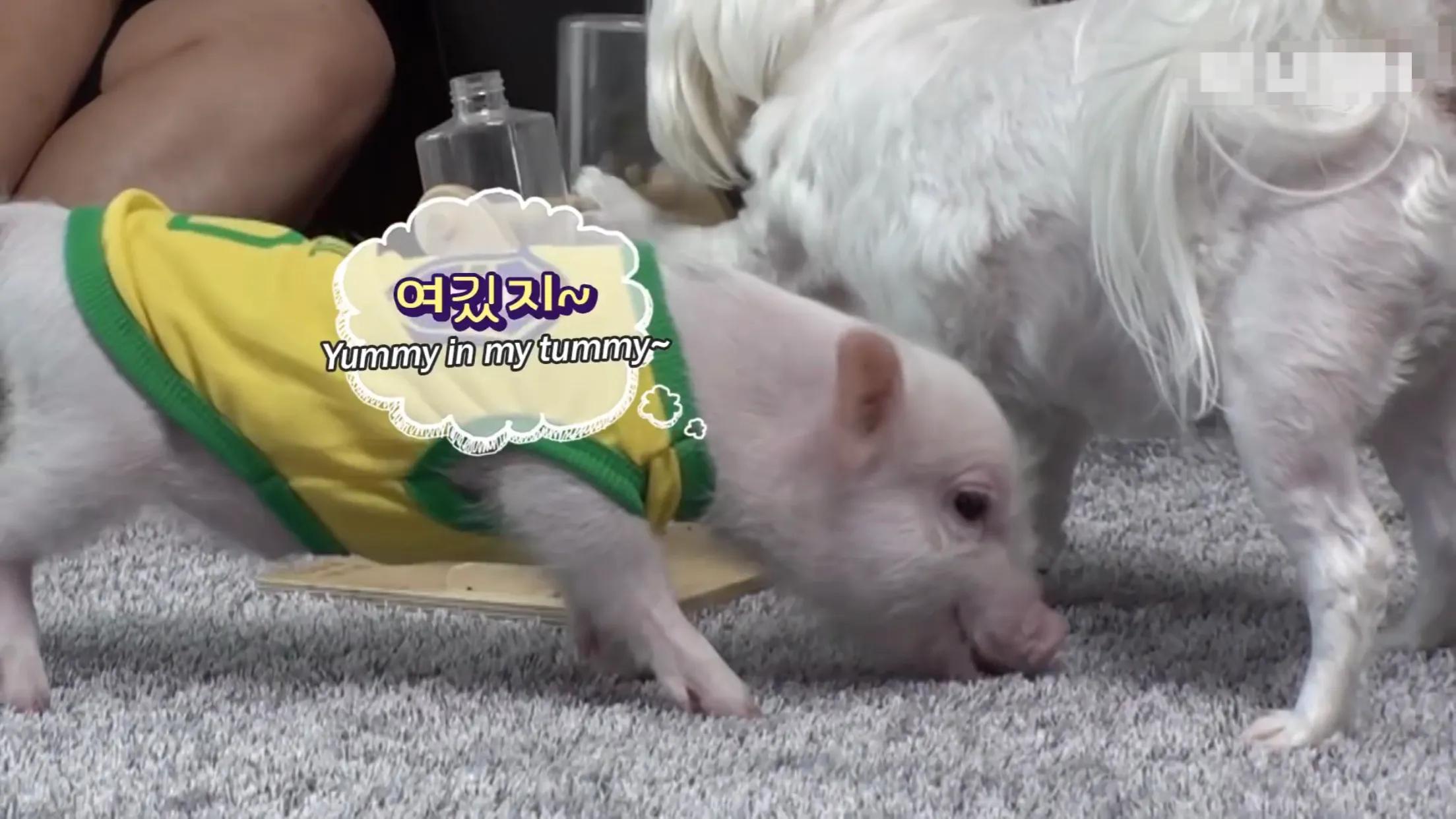 小猪的智商高达多少 (韩国最聪明的小猪)