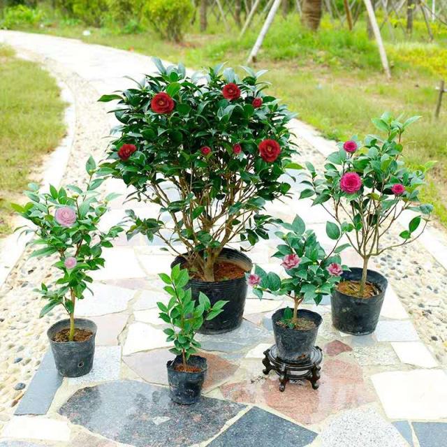 家庭养花，必备3种肥，简单无异味，水水灵灵开满花