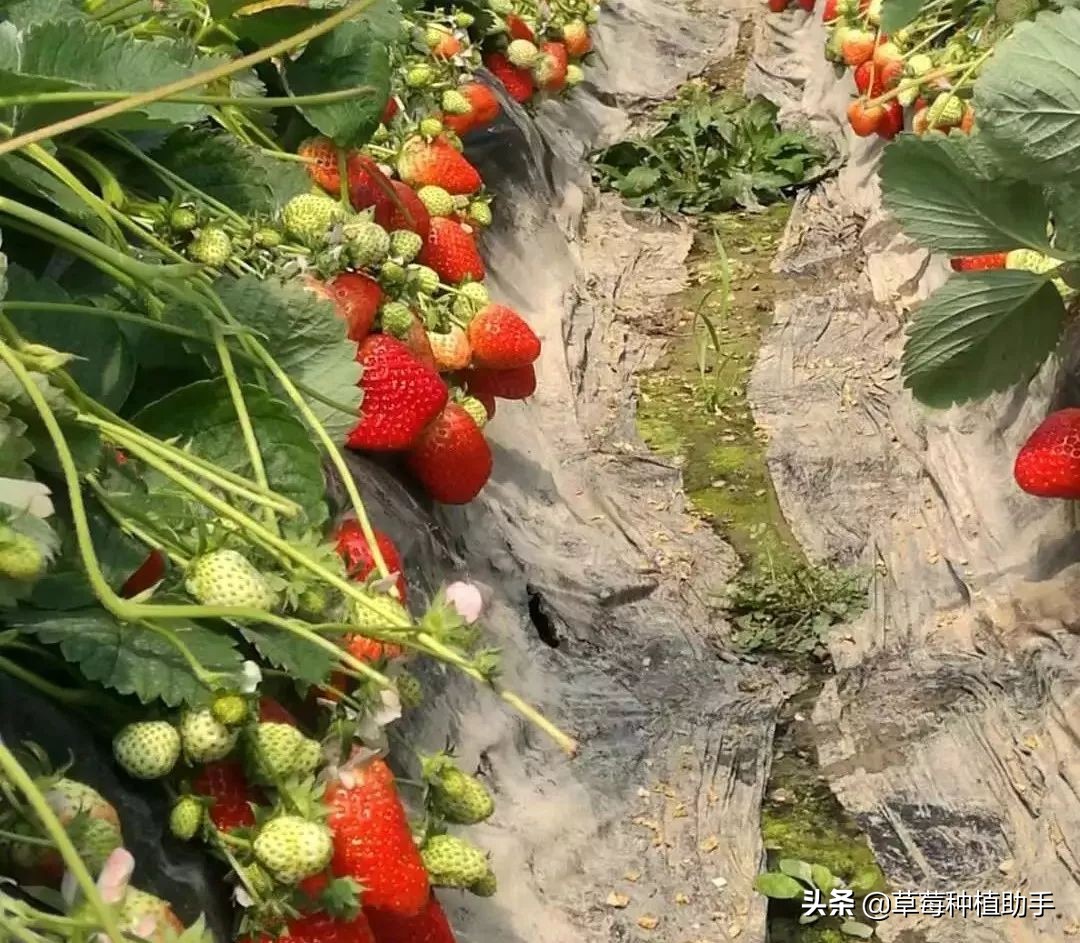 草莓补光需要哪种光,草莓需不需要充分的阳光