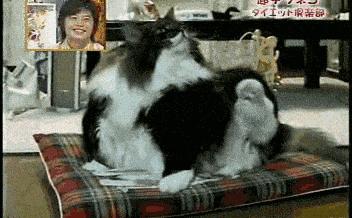 关于老鼠的搞笑图,虐待老鼠的搞笑gif