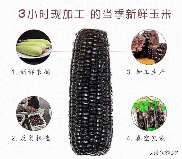 健康营养的黑糯玉米,黑糯玉米网红