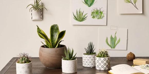 波露和雪花芦荟哪个好看,波路芦荟怎么养