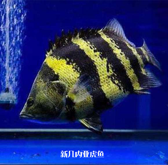 虎鱼：除了印尼虎和泰虎，还有哪些常见虎鱼品种值得饲养