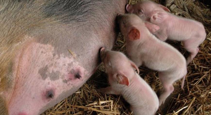 猪场常备注射药,猪场常备保健药