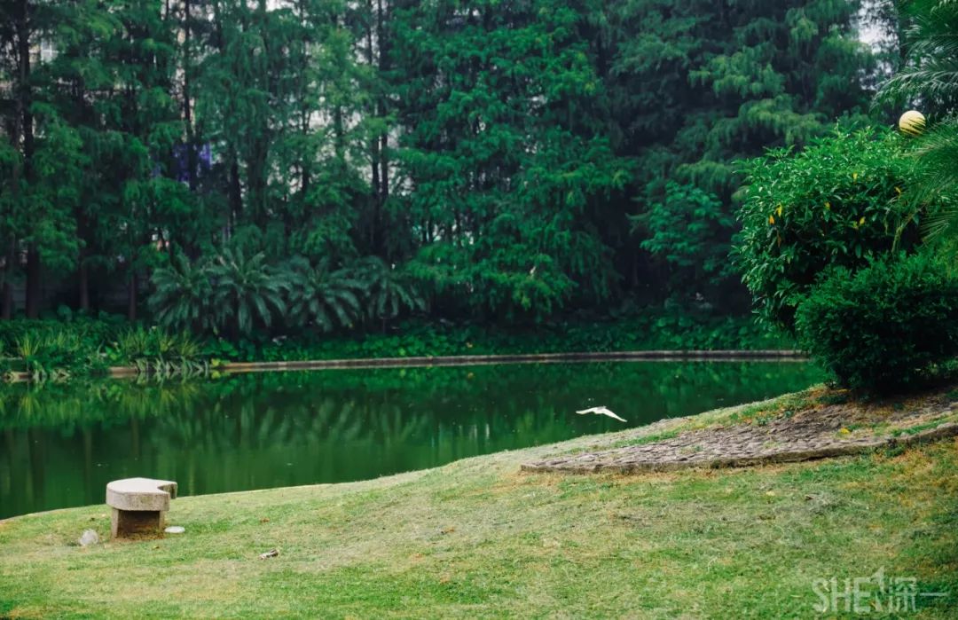 深圳蛇口前世今生,深圳蛇口有怎样的辉煌历史