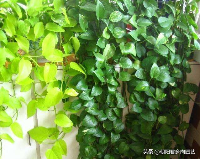 绿萝剪掉后怎么才能爆盆,怎样让绿萝快速爆盆长藤