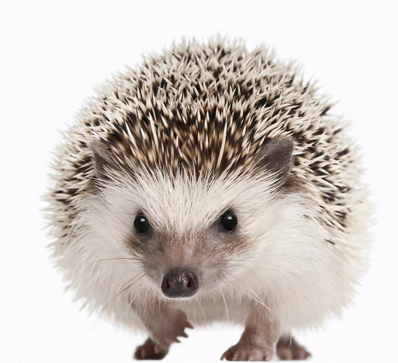 猪是蛇的克星这是真的吗,猪是龙的克星吗