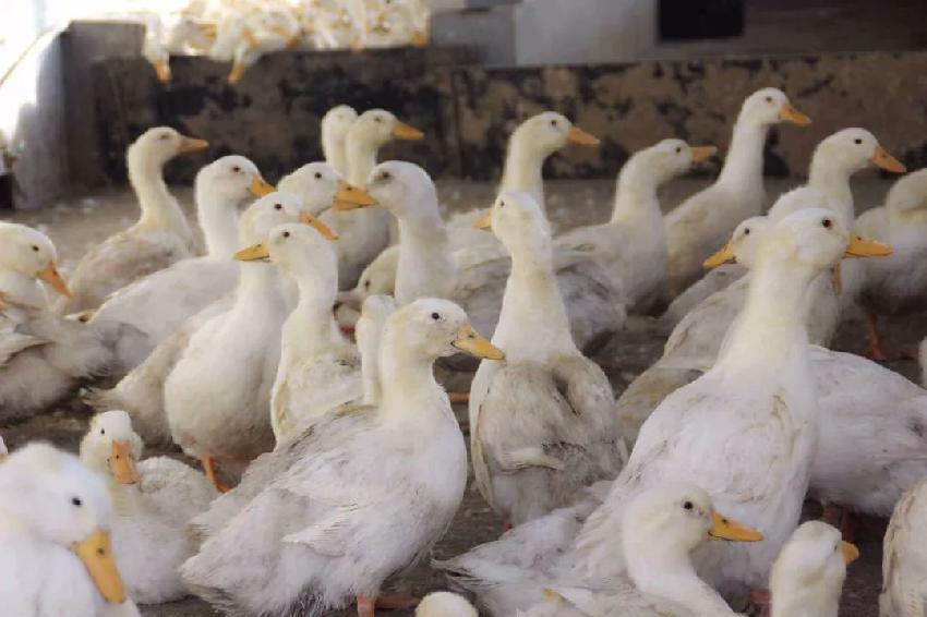 稳定发展战略的优缺点,稳增长已发力市场情绪仍待修复