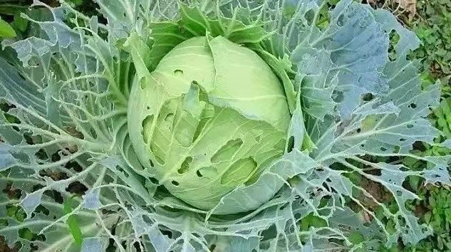 高氯甲维盐杀虫打什么虫最好,甲维盐多久能杀死虫子