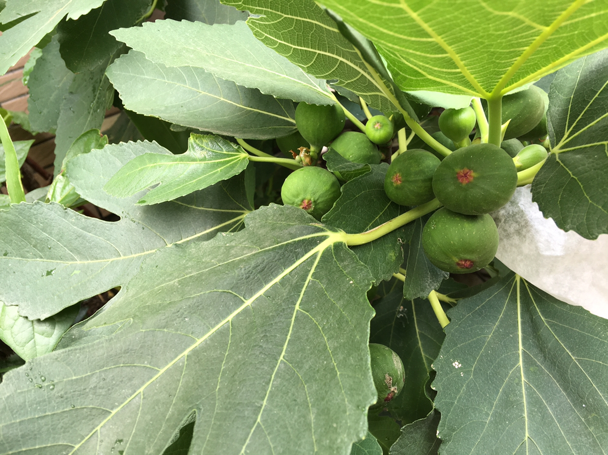 盆栽无花果怎么养,盆栽无花果的养殖方法和注意事项