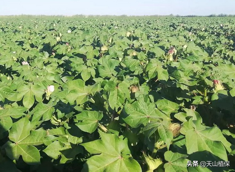 棉花打顶后肥怎么施,棉花打顶后的管理