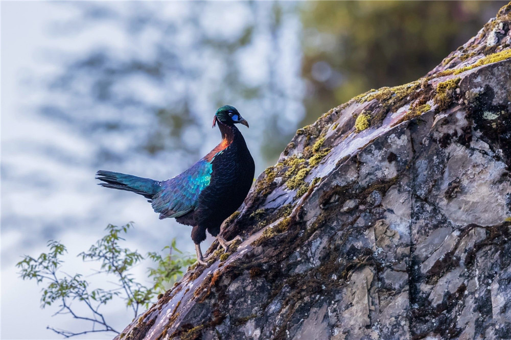 巴朗山老鹰,四川鹰鸡