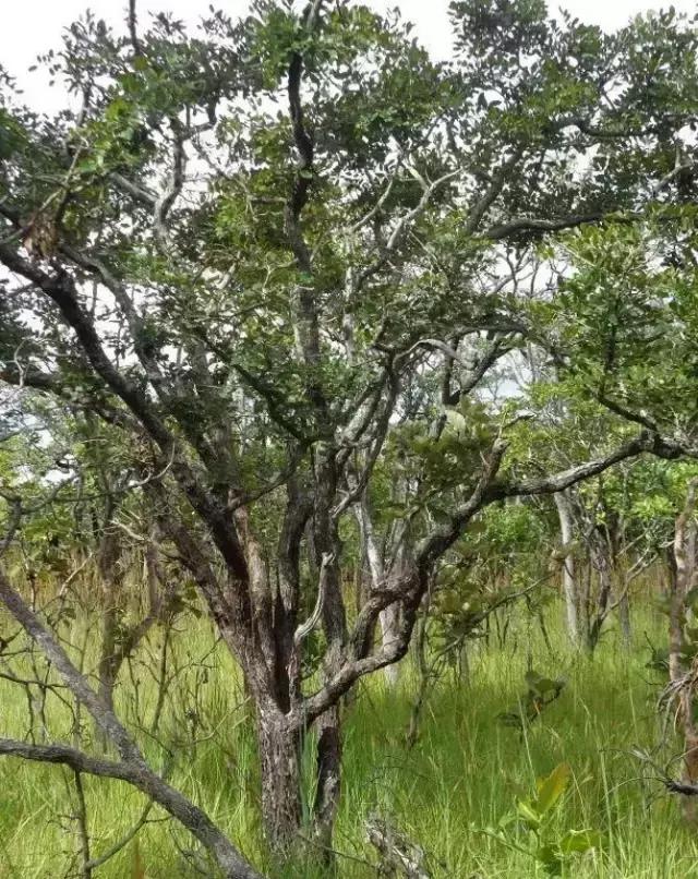 红檀是红木,红檀木是红木的一种吗