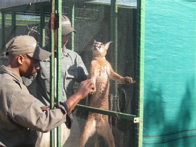 狞猫耳朵非常漂亮会旋转,狞猫一只长相狰狞的猫