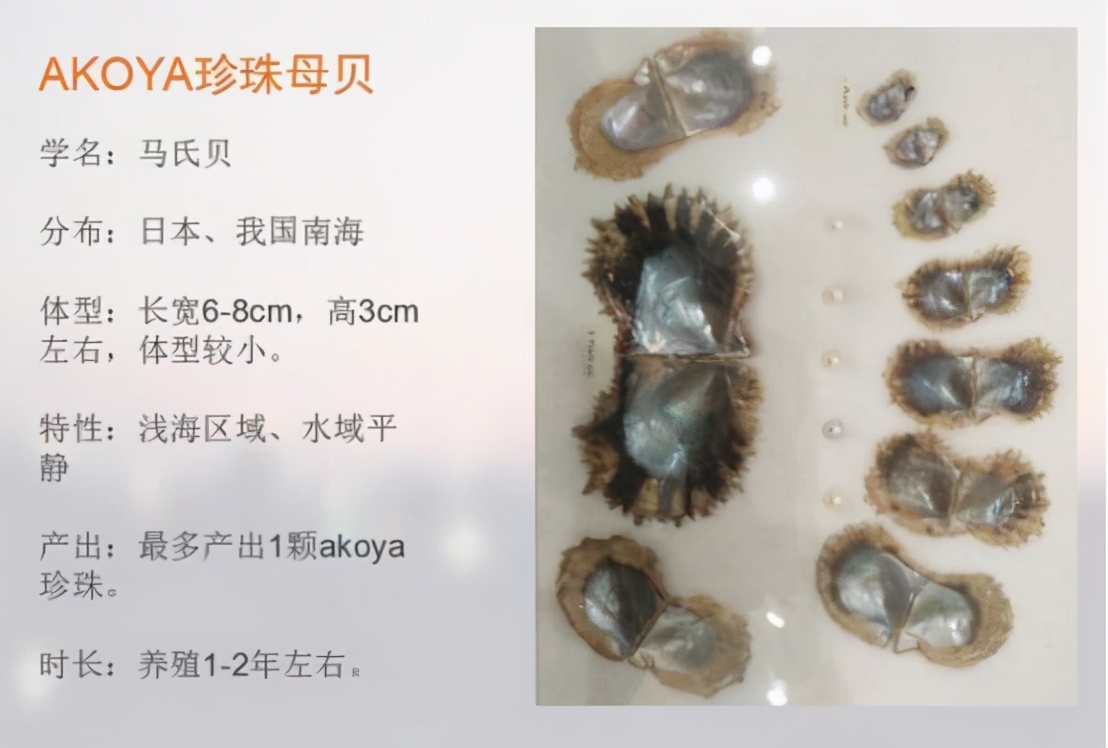 akoya的海水珍珠和天女珍珠的区别,海水akoya和淡水akoya珍珠区别