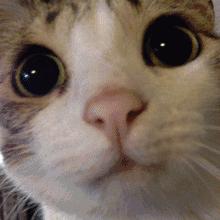 养猫进化史,撸猫的乐趣只有养猫的才懂