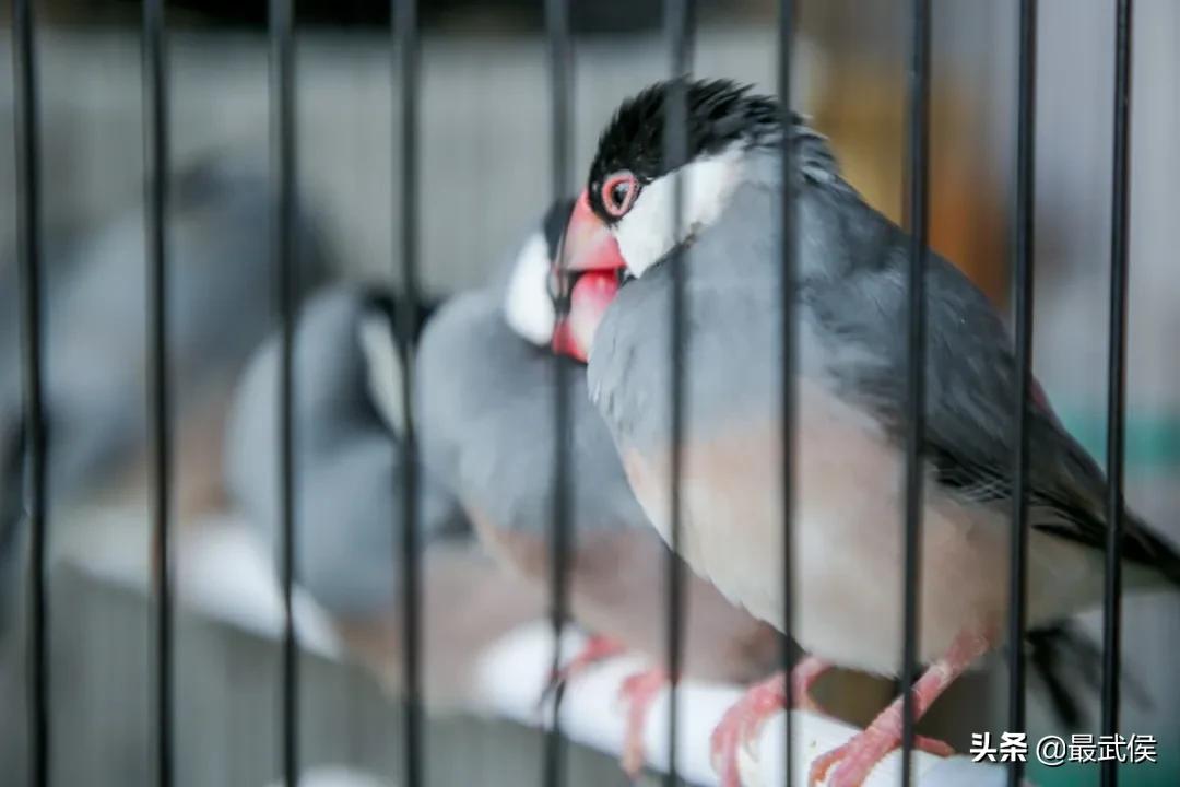 超便宜！成都铁轨下的花市5元买回一个春天！