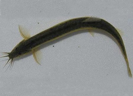 塑料桶养泥鳅,帆布池养泥鳅