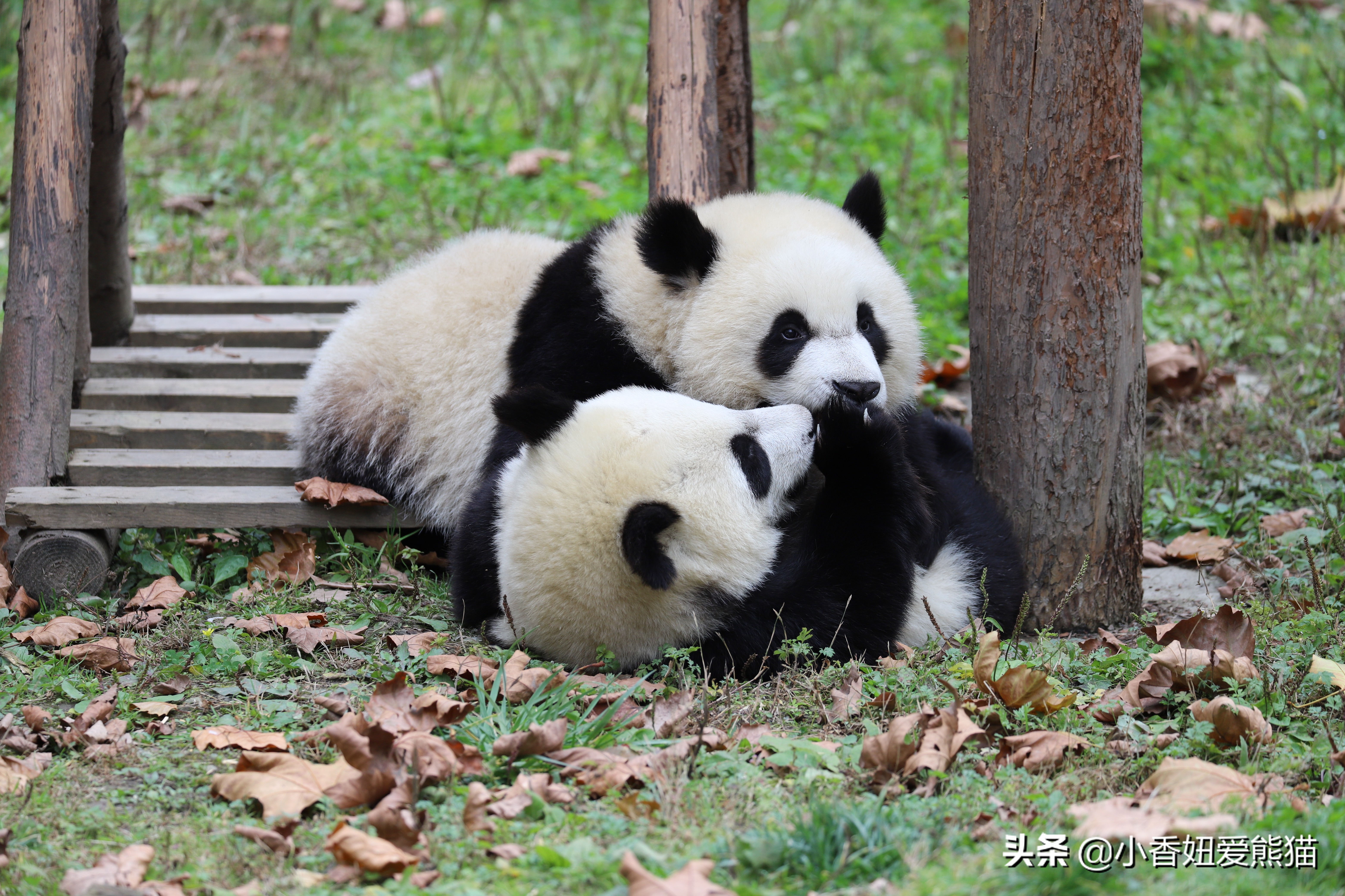 卧龙熊猫宝宝和宝力,卧龙熊猫基地熊猫宝宝