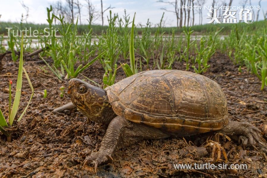 乌龟冬眠是几月份到几月份吃食物,乌龟冬眠之后眼睛睁不开了怎么办