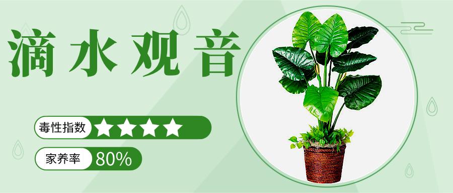 家里能养的名贵花卉排行榜,有毒性的花卉需合理养