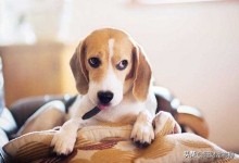 狗吃狗粮还是吃肉好,狗吃肉后不吃狗粮