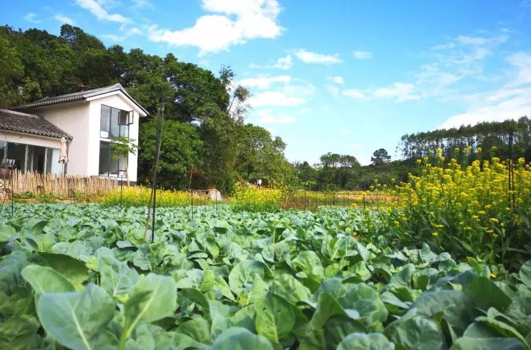 惠州秋长谷民宿推荐,惠州这家最有格调稻田民宿