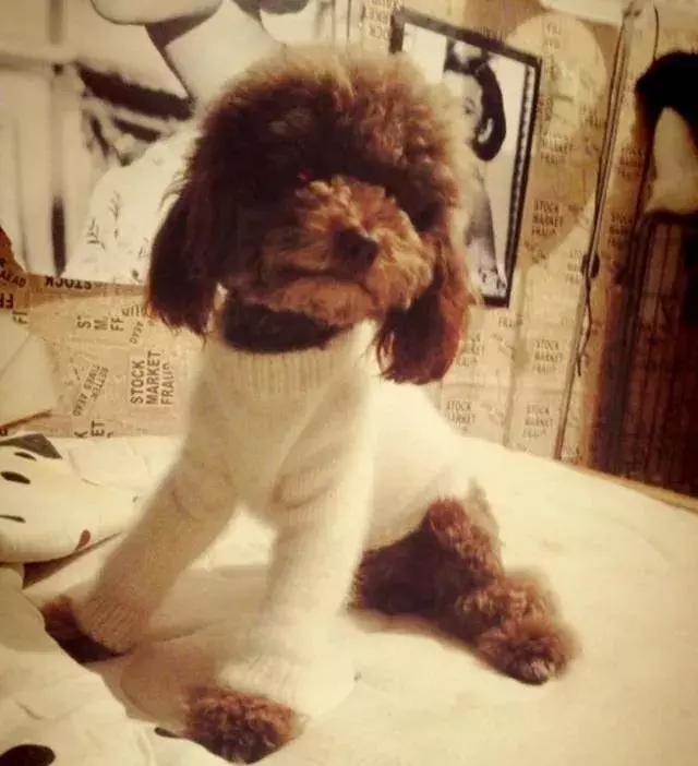 泰迪狗怎么训练视频教程大全,泰迪狗怎么训练捡球