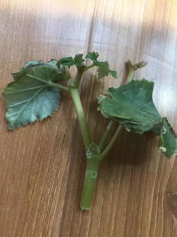 这6种花给点水就爆盆懒人必备,插枝最好养的四种花