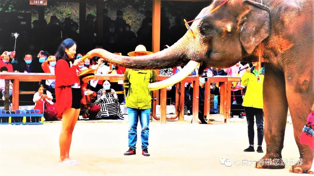 彩云之南版纳行,版纳之旅看大象